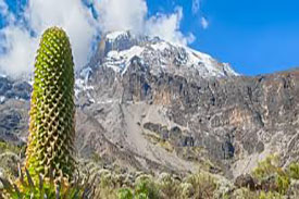 Lemosho Route - Kilimanjaro