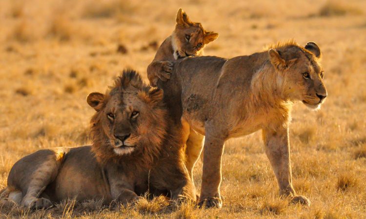 Safari