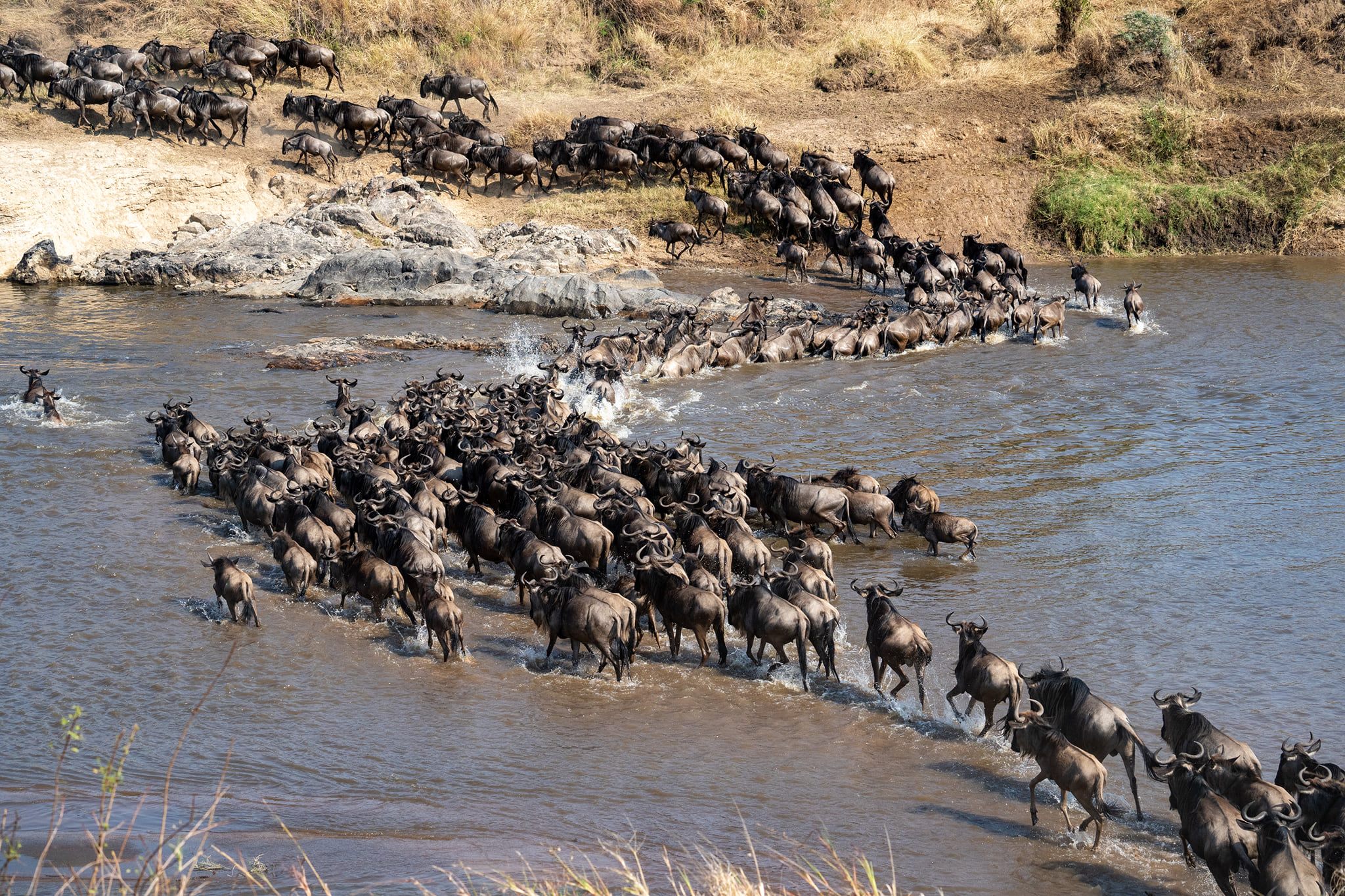 Migration